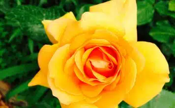 roses jaunes
