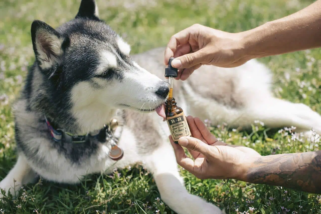 l’arthrose chez le chien