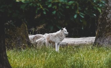 white wolf on green grass during daytime