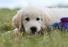 Pourquoi assurer votre chien dès aujourd'hui est un choix responsable ?