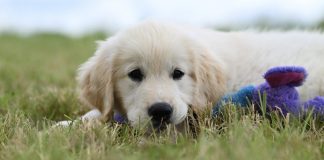 Pourquoi assurer votre chien dès aujourd'hui est un choix responsable ?