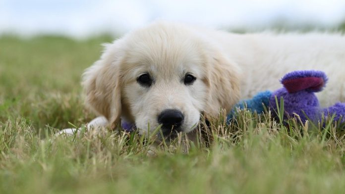 Pourquoi assurer votre chien dès aujourd'hui est un choix responsable ?